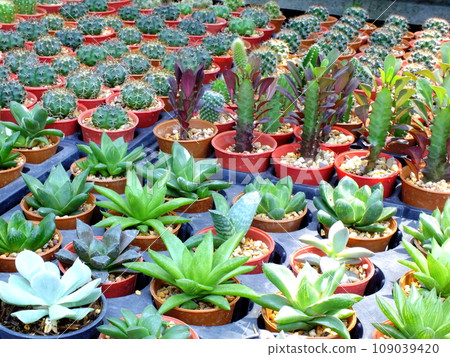 top view of group of cactus succulent in a pot 109039420