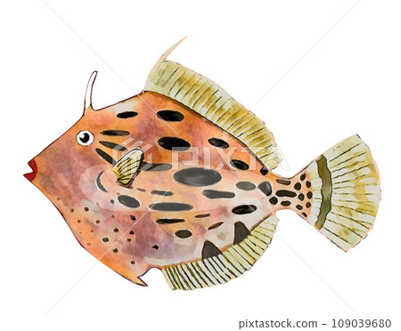 Kawa Hashi 109039680