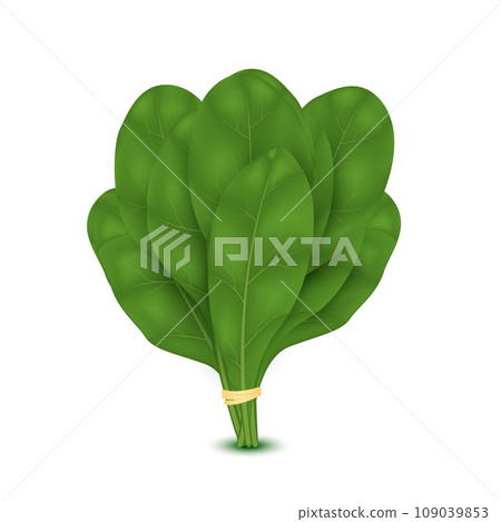 Bunch of fresh spinach close up. Green raw spinach leaves isolated on white background. Vector illustration 109039853
