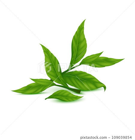 Tea leaves green. Indian Ceylon or Chinese green tea leaf with stems, isolated on white background. Realistic 3D Vector illustration Tea leaves green. Indian Ceylon or Chinese green tea leaf with stems, isolated on white background. Realistic 3D Vector illustration 109039854