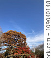 Autumn sky and autumn leaves 109040148