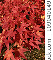 Bright red autumn leaves 109040149