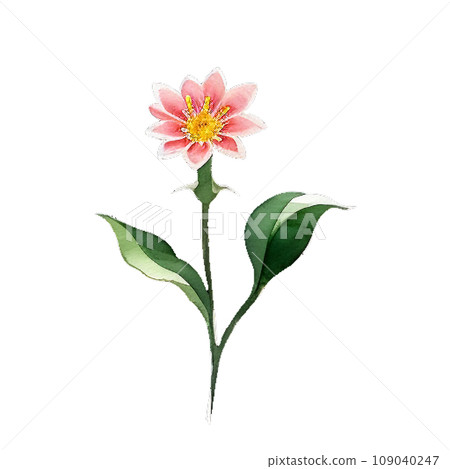 red anemone red anemone 109040247