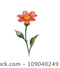 紅色非洲菊 109040249