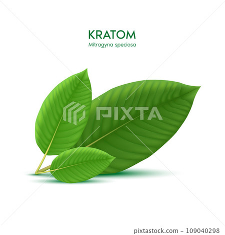 Fresh green Kratom leaf ro Mitragyna speciosa. Plant herbal alternative, narcotics, painkiller. Medical concept. Realistic 3D vector. Isolated on white background. 109040298
