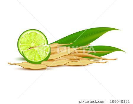 Kaempferia fresh chinese ginger or Fingerroot, Boesenbergia rotunda. Thailand herbal medicine. Vegetable and Herb for Seasoning in Cooking. Isolated on white background. 3D vector illustration 109040331