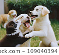 cute puppies are playing 109040394
