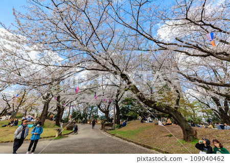 東京北區飛鳥山公園櫻花盛開 東京北區飛鳥山公園櫻花盛開 109040462