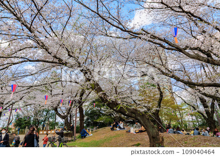 Asukayama Park in Kita Ward, Tokyo, cherry blossoms in full bloom 109040464