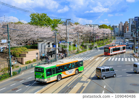 Kita Ward, Tokyo: Asukayama Park and Tokyo Sakura Tram with cherry blossoms in full bloom Kita Ward, Tokyo: Asukayama Park and Tokyo Sakura Tram with cherry blossoms in full bloom 109040486