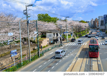 Kita Ward, Tokyo: Asukayama Park and Tokyo Sakura Tram with cherry blossoms in full bloom 109040487