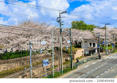 Asukayama Park in Kita Ward, Tokyo, cherry blossoms in full bloom Asukayama Park in Kita Ward, Tokyo, cherry blossoms in full bloom 109040488