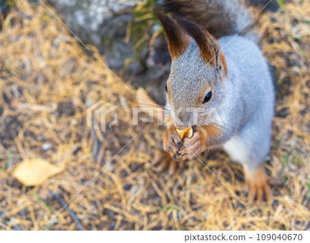 Autumn squirrel with nut sits on green grass with fallen yellow leaves 109040670