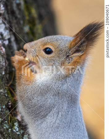 The squirrel with nut sits on a branches in the spring or summer. Portrait of the squirrel close-up 109040671