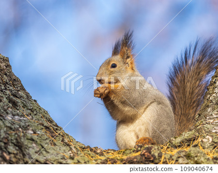 The squirrel with nut sits on tree in the autumn. Eurasian red squirrel, Sciurus vulgaris. The squirrel with nut sits on tree in the autumn. Eurasian red squirrel, Sciurus vulgaris. 109040674