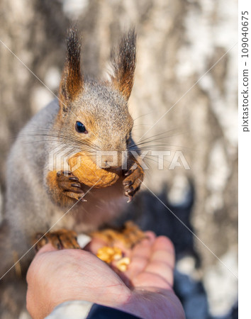A squirrel in the autumn eats nuts from a human hand. Eurasian red squirrel, Sciurus vulgaris 109040675