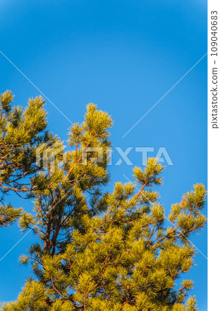 Green pine tree with long needles on a background of blue sky. Freshness, nature, concept. 109040683