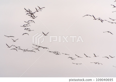 Flying cranes flock against blue sky Flying cranes flock against blue sky 109040695