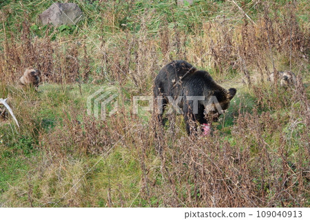 A raccoon dog waits for leftover salmon from a brown bear on the Shiretoko Peninsula in Hokkaido. 109040913