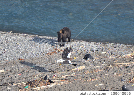 Steller's sea eagle and brown bear on the riverbank of Shiretoko Peninsula, Hokkaido 109040996