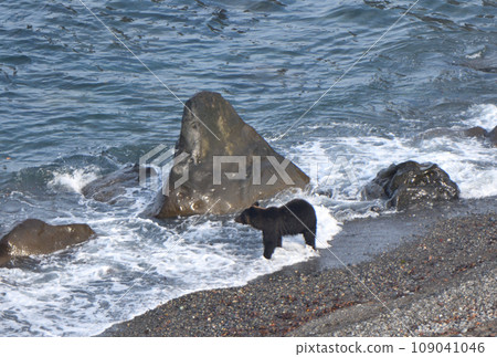 A brown bear walking along the coast of Shiretoko Peninsula, Hokkaido A brown bear walking along the coast of Shiretoko Peninsula, Hokkaido 109041046