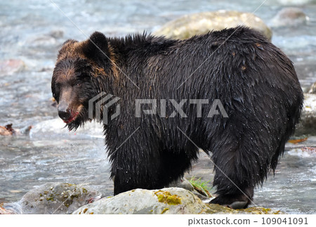 北海道知床半島的一條河中,一隻棕熊正在吃捕獲的鮭魚。 北海道知床半島的一條河中,一隻棕熊正在吃捕獲的鮭魚。 109041091