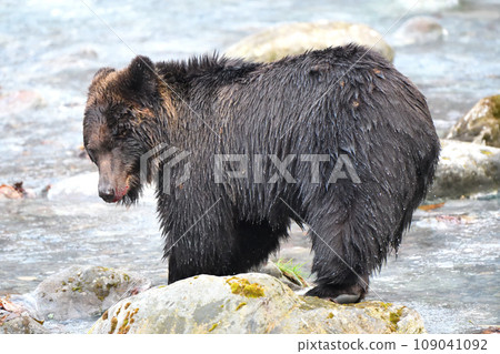 北海道知床半島的一條河中,一隻棕熊正在吃捕獲的鮭魚。 北海道知床半島的一條河中,一隻棕熊正在吃捕獲的鮭魚。 109041092