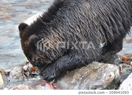 北海道知床半島的一條河中,一隻棕熊正在吃捕獲的鮭魚。 北海道知床半島的一條河中,一隻棕熊正在吃捕獲的鮭魚。 109041093