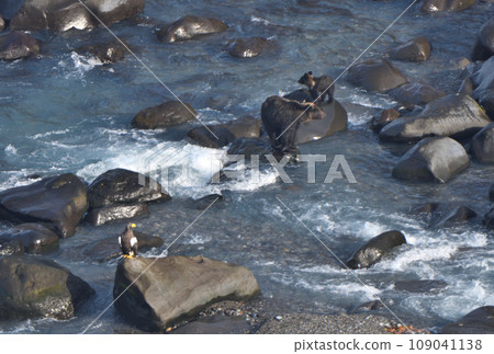 北海道知床半島口的虎頭海鵰與棕熊親子 北海道知床半島口的虎頭海鵰與棕熊親子 109041138