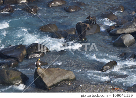 北海道知床半島口的虎頭海鵰與棕熊親子 北海道知床半島口的虎頭海鵰與棕熊親子 109041139