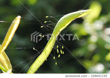 Udonge (lacewing eggs) Udonge (lacewing eggs) 109041195