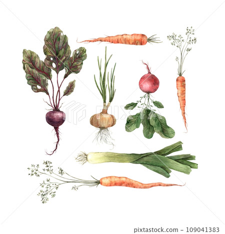 Watercolor set of vegetables, onions, beets, radishes, carrots. Isolated handmade elements on a white background. Use in graphic and printing design. Watercolor set of vegetables, onions, beets, radishes, carrots. Isolated handmade elements on a white background. Use in graphic and printing design. 109041383