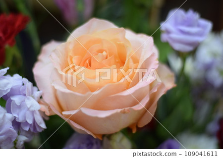 Close up beautiful Pink rose flower bouquet Close up beautiful Pink rose flower bouquet 109041611