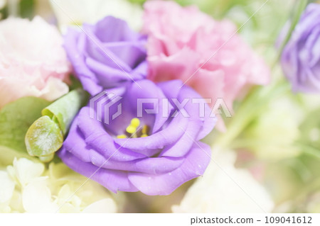 Close up beautiful Pink rose flower bouquet Close up beautiful Pink rose flower bouquet 109041612