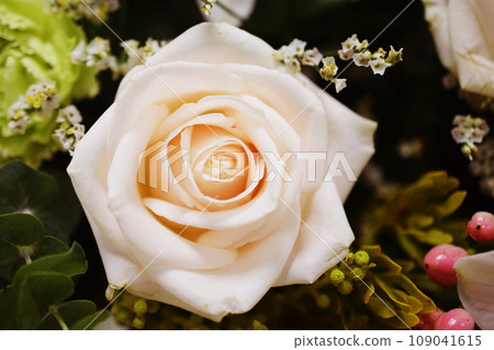 Close up beautiful Pink rose flower bouquet Close up beautiful Pink rose flower bouquet 109041615