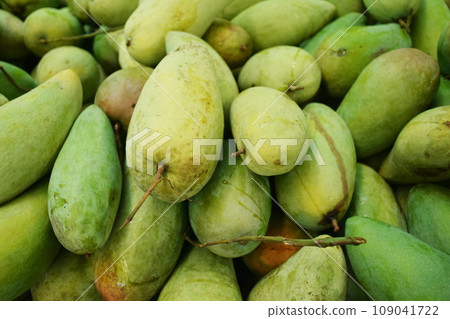 Green Mango Fruit Background Green Mango Fruit Background 109041722