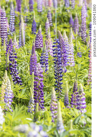 Flower garden of Lupinas Flower garden of Lupinas 109041860