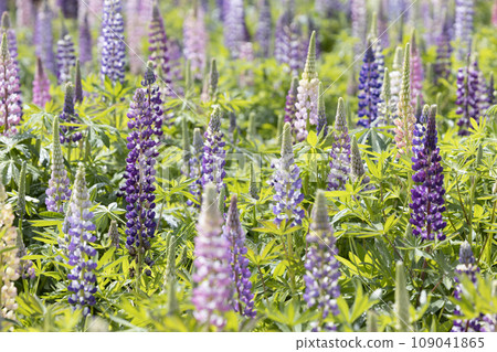 羽扇豆花園 羽扇豆花園 109041865