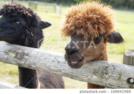 adorable alpaca 109041989