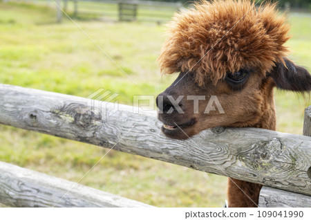 adorable alpaca adorable alpaca 109041990