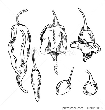 Set with hot peppers vector illustration isolated on white background. Hand drawn ink trinidad scorpion hot pepper. Dragon breath pepper black white graphic. Design element for wrapping, package 109042046