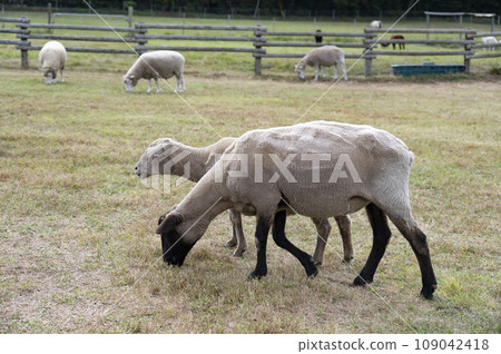 Sheep to eat grass Sheep to eat grass 109042418
