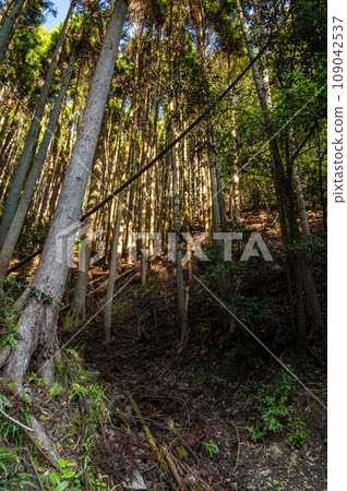 京都保津峽的針葉林 京都保津峽的針葉林 109042537