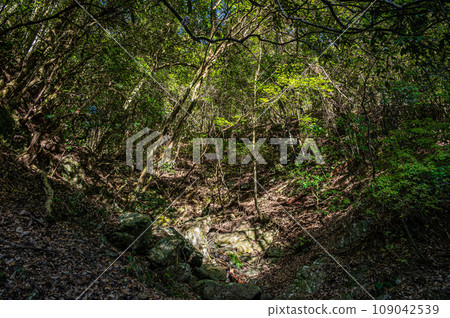 A thicket of trees with sunlight filtering through the trees A thicket of trees with sunlight filtering through the trees 109042539