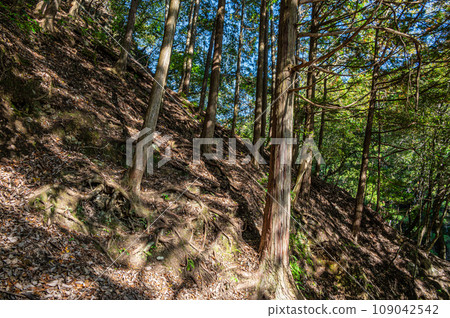 Coniferous forest in Hozukyo, Kyoto 109042542