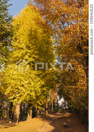 I look up at the autumn leaves I look up at the autumn leaves 109042620