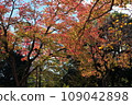 公園裡的秋葉和樹木的秋景 109042898