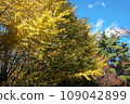 公園裡的秋葉和樹木的秋景 109042899