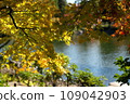 公園裡的秋葉和樹木的秋景 109042903
