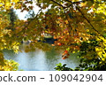 公園裡的秋葉和樹木的秋景 109042904